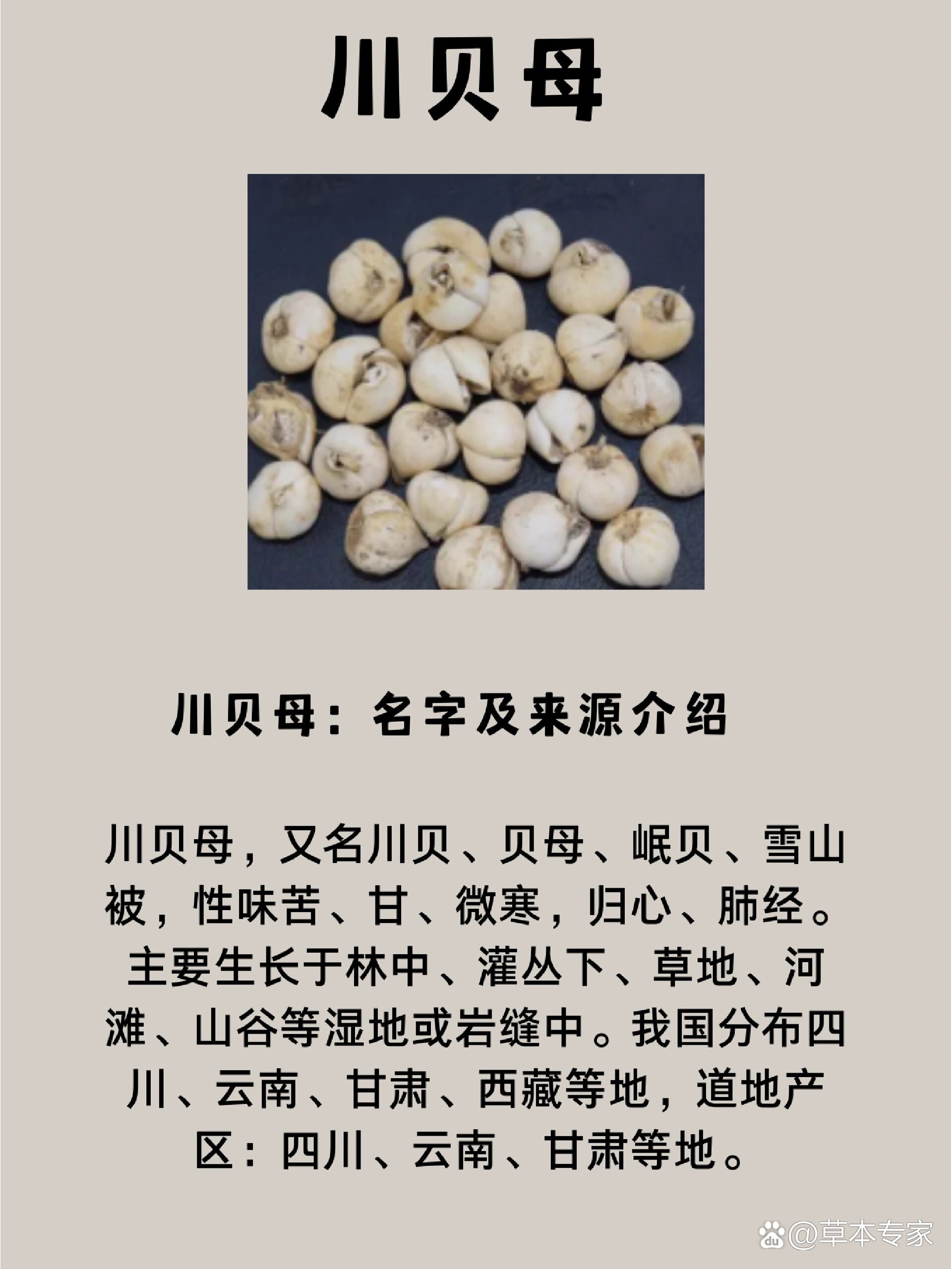  p>中草药之川贝母 br>川贝枇杷膏中的川贝来啦!快来看看吧! /p>