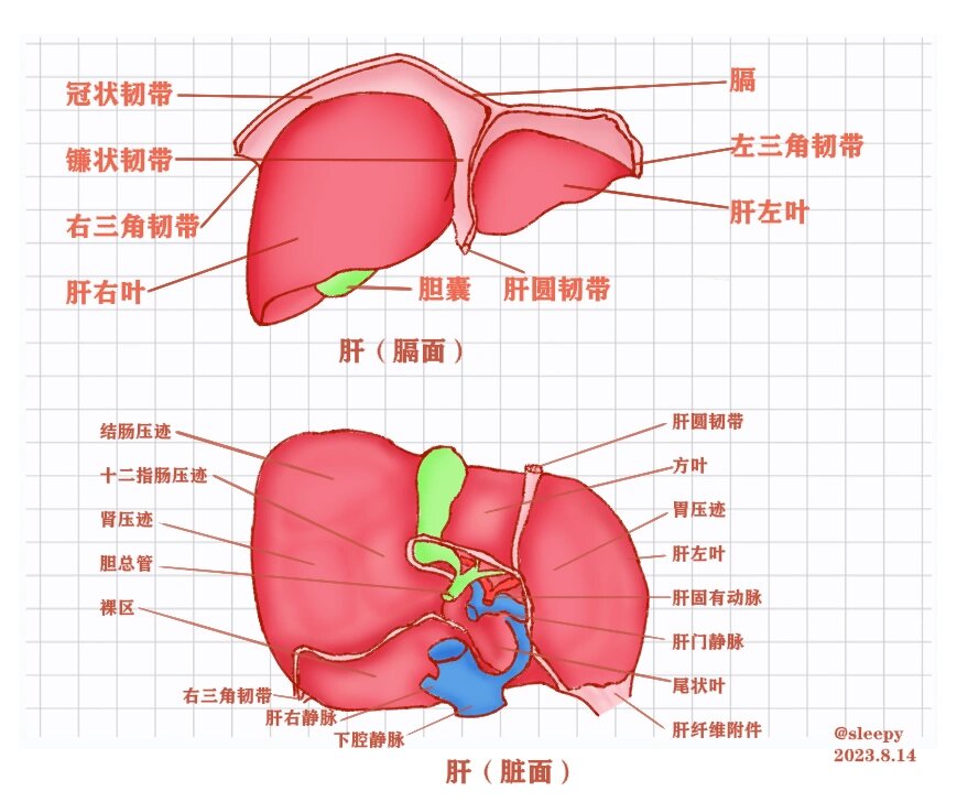 45 系统解剖/肝的形态