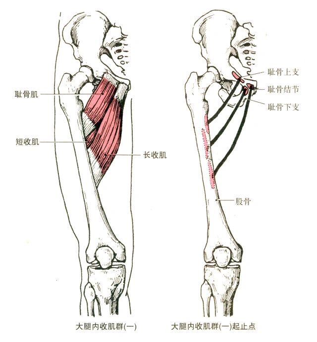 耻骨肌