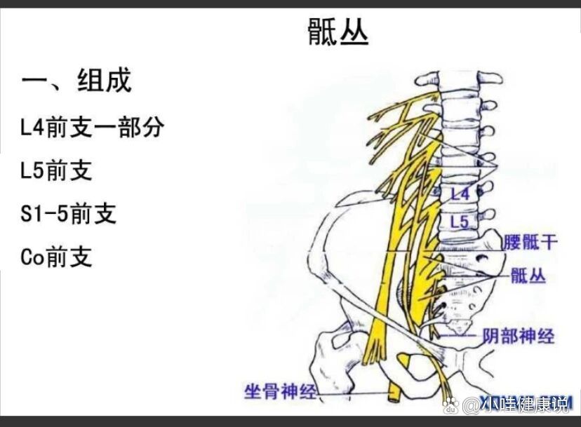 颈丛C1-4图片