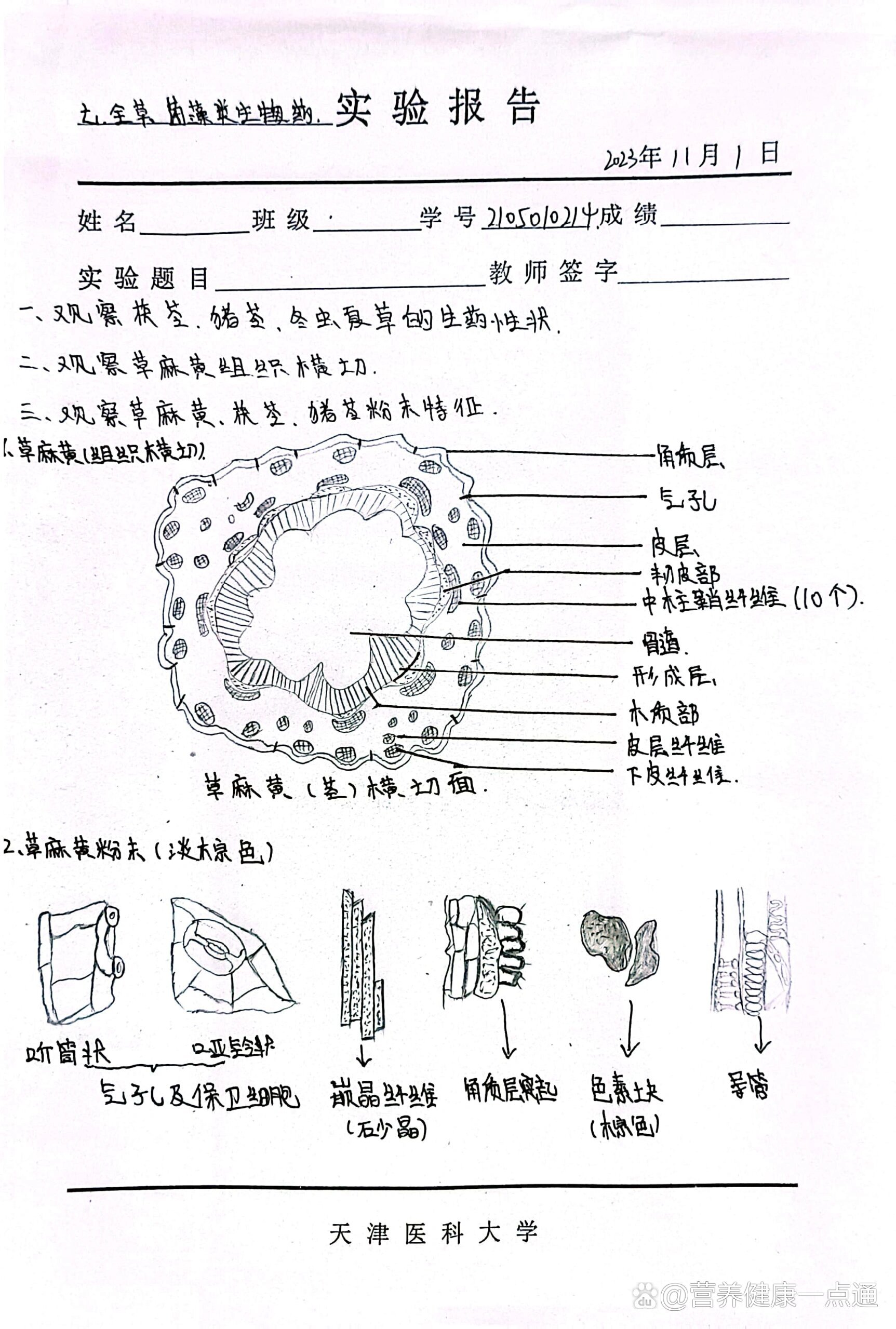 茯苓显微图片