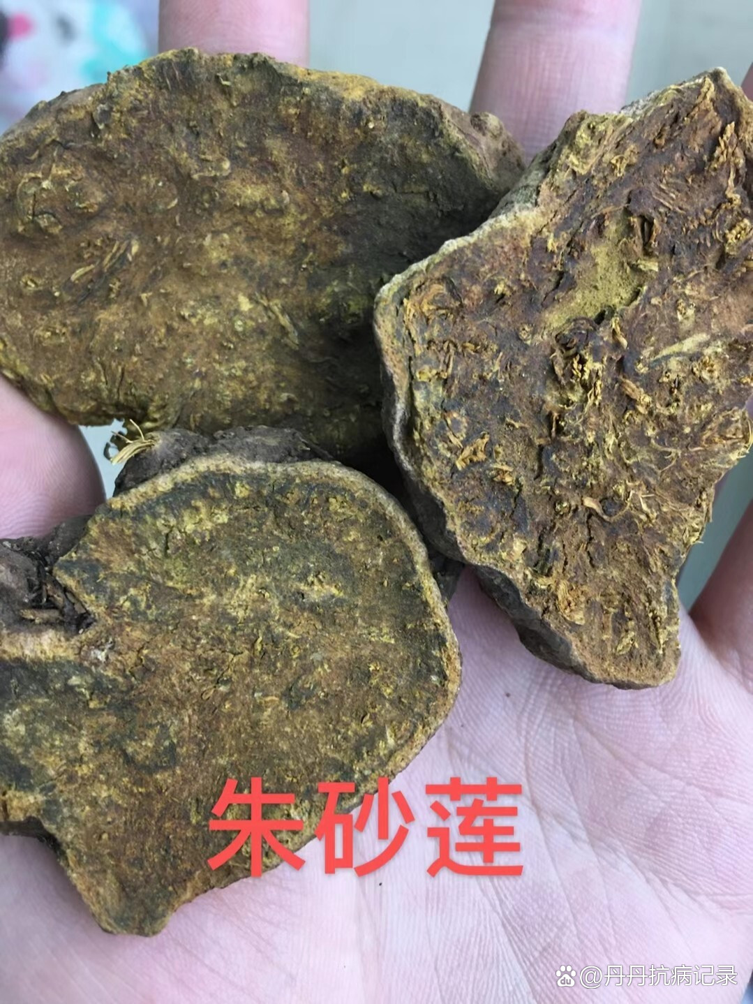 朱砂莲功效图片