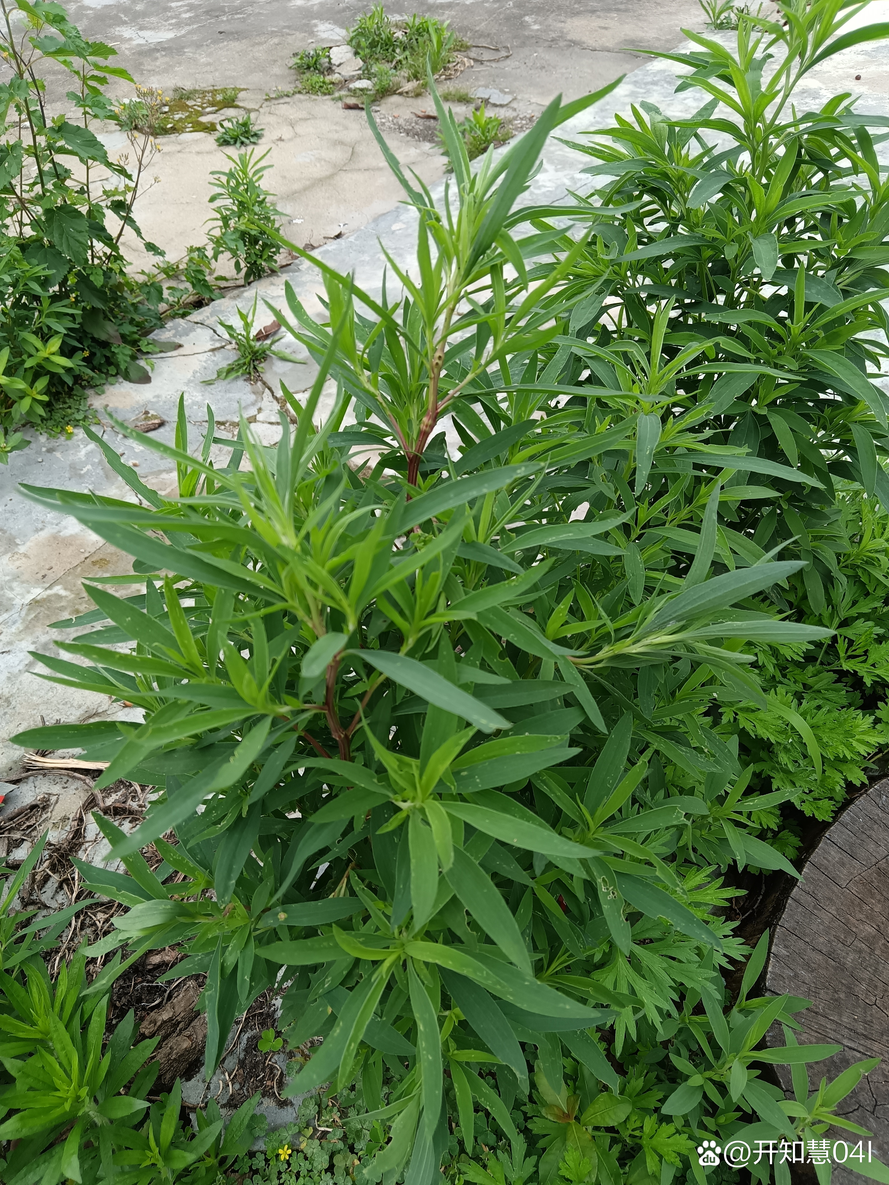 陌生的是扫帚菜的种子叫地肤子,是一味重要的中药材.