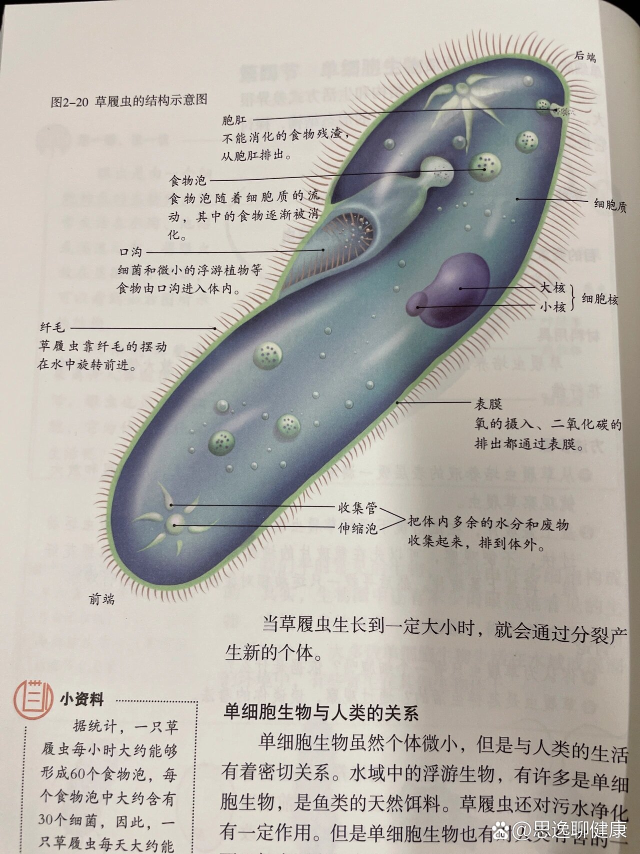 七上生物草履虫结构图图片