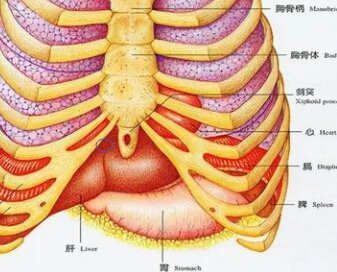 右胁肋图片