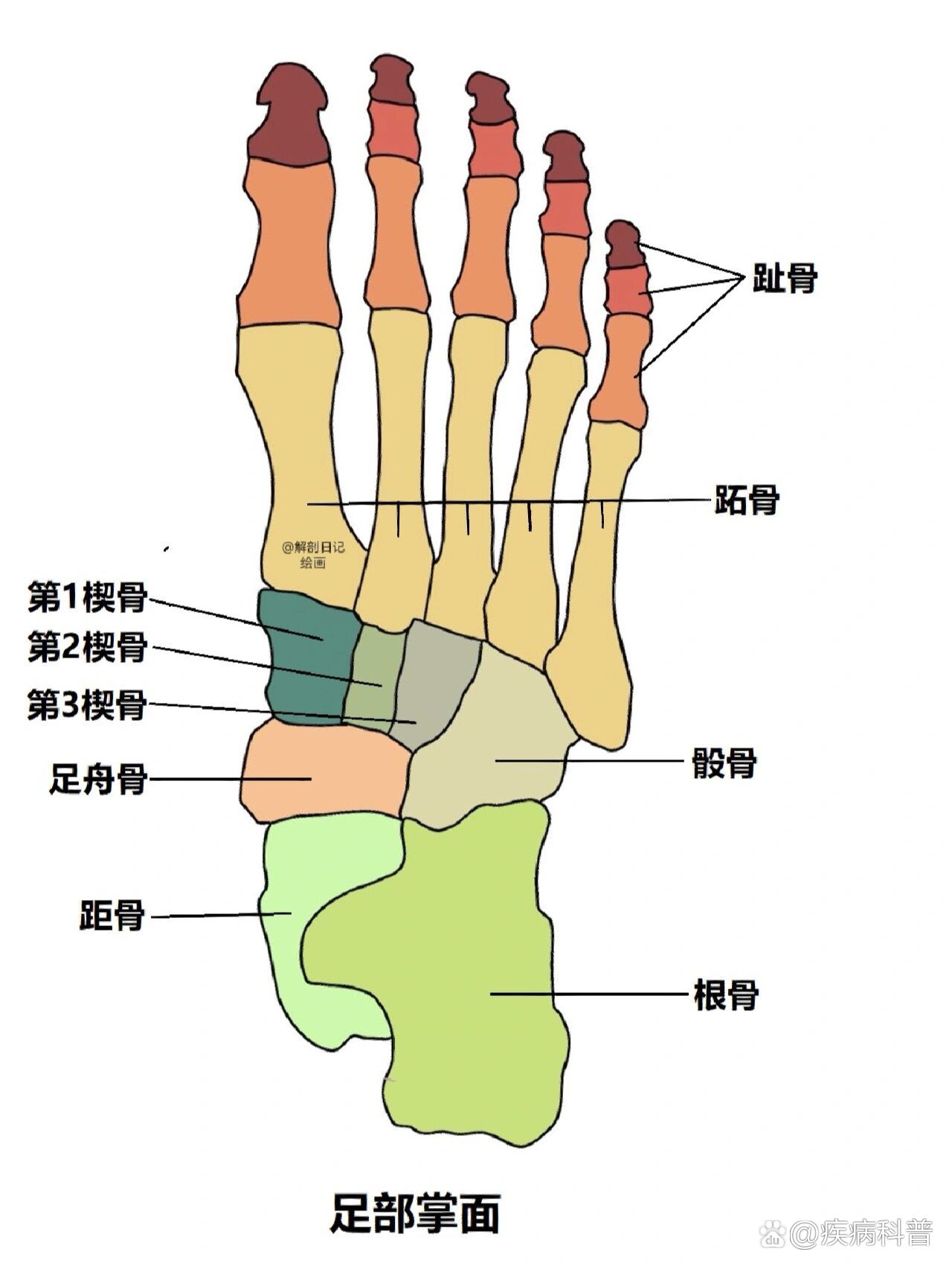 骨骼日记之足骨