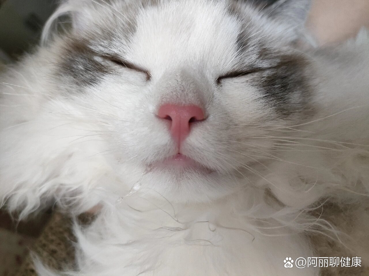  p>猫咪流口水?土霉素,yyds!
