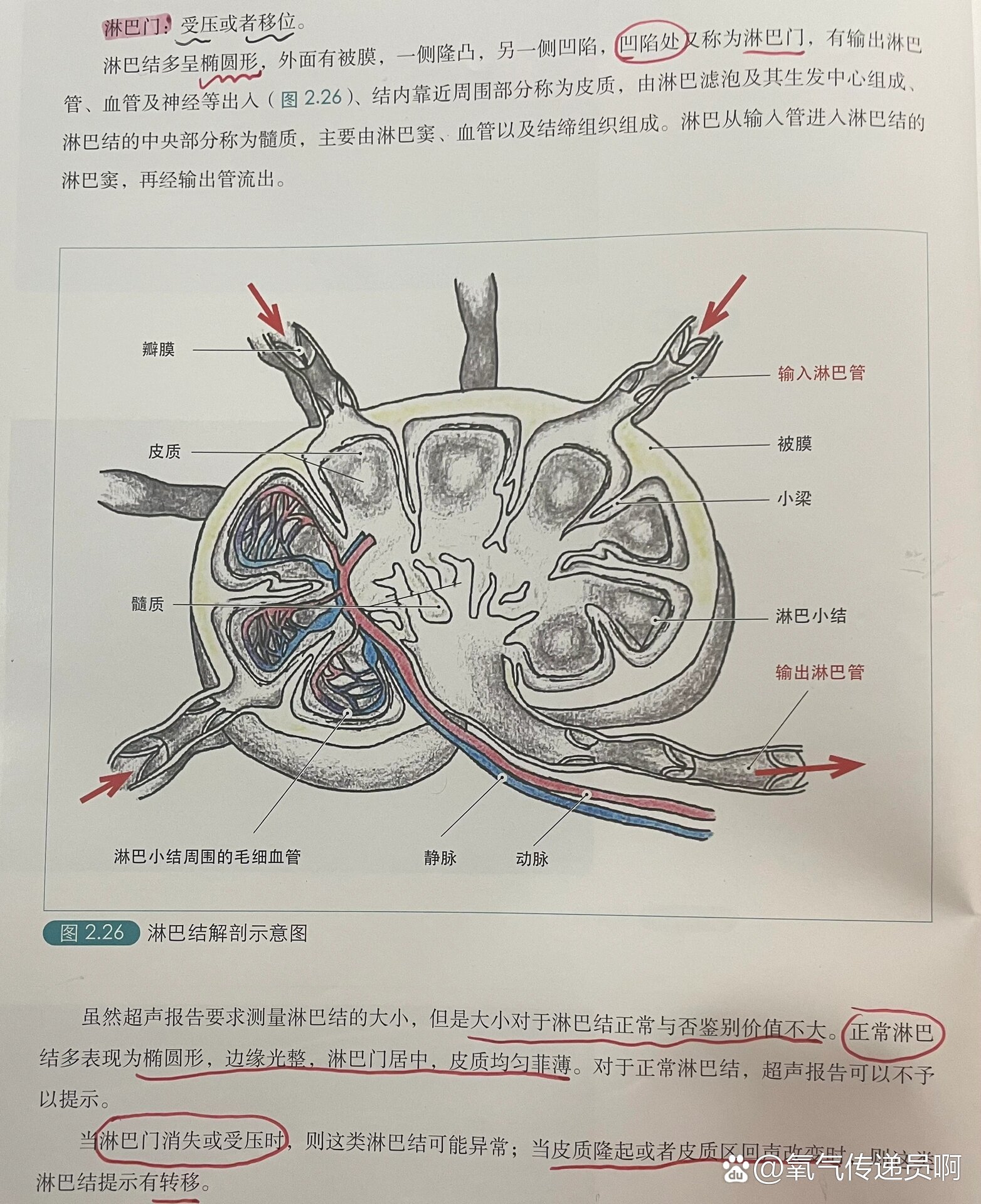 每日学习——淋巴结