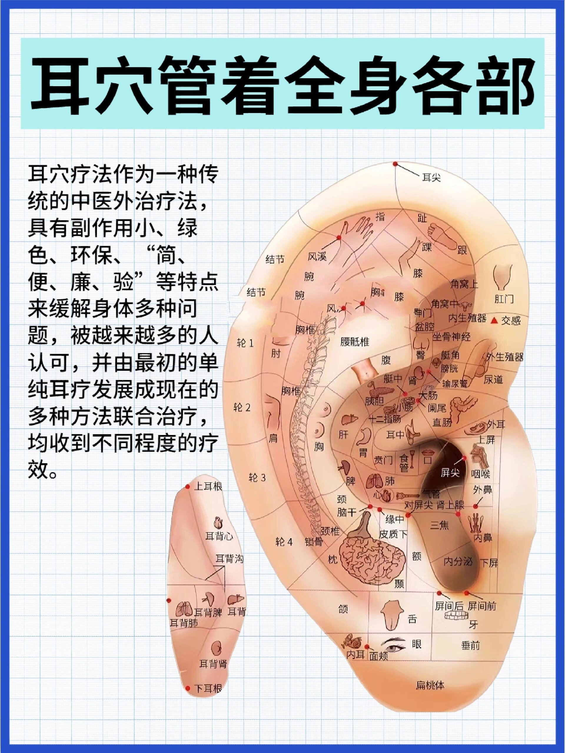 耳朵对应的器官是什么图片