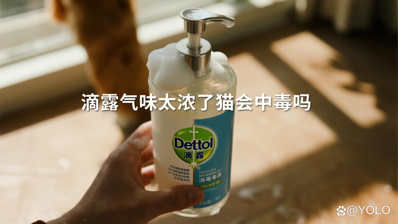 滴露气味太浓了猫会中毒吗：猫界毒理侦探
