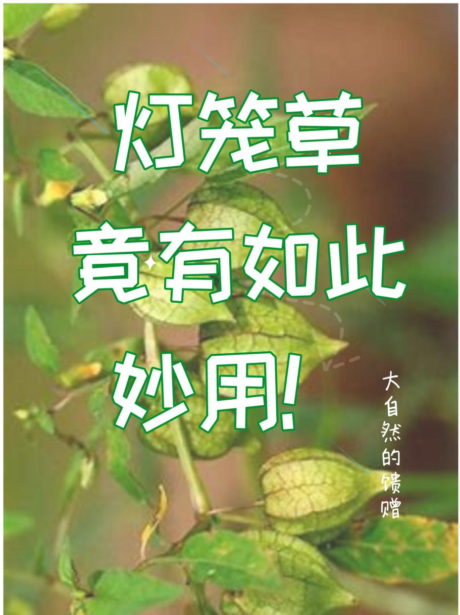 灯笼草主治图片