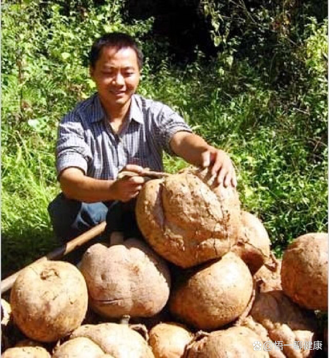 泰国野葛根丰胸原理