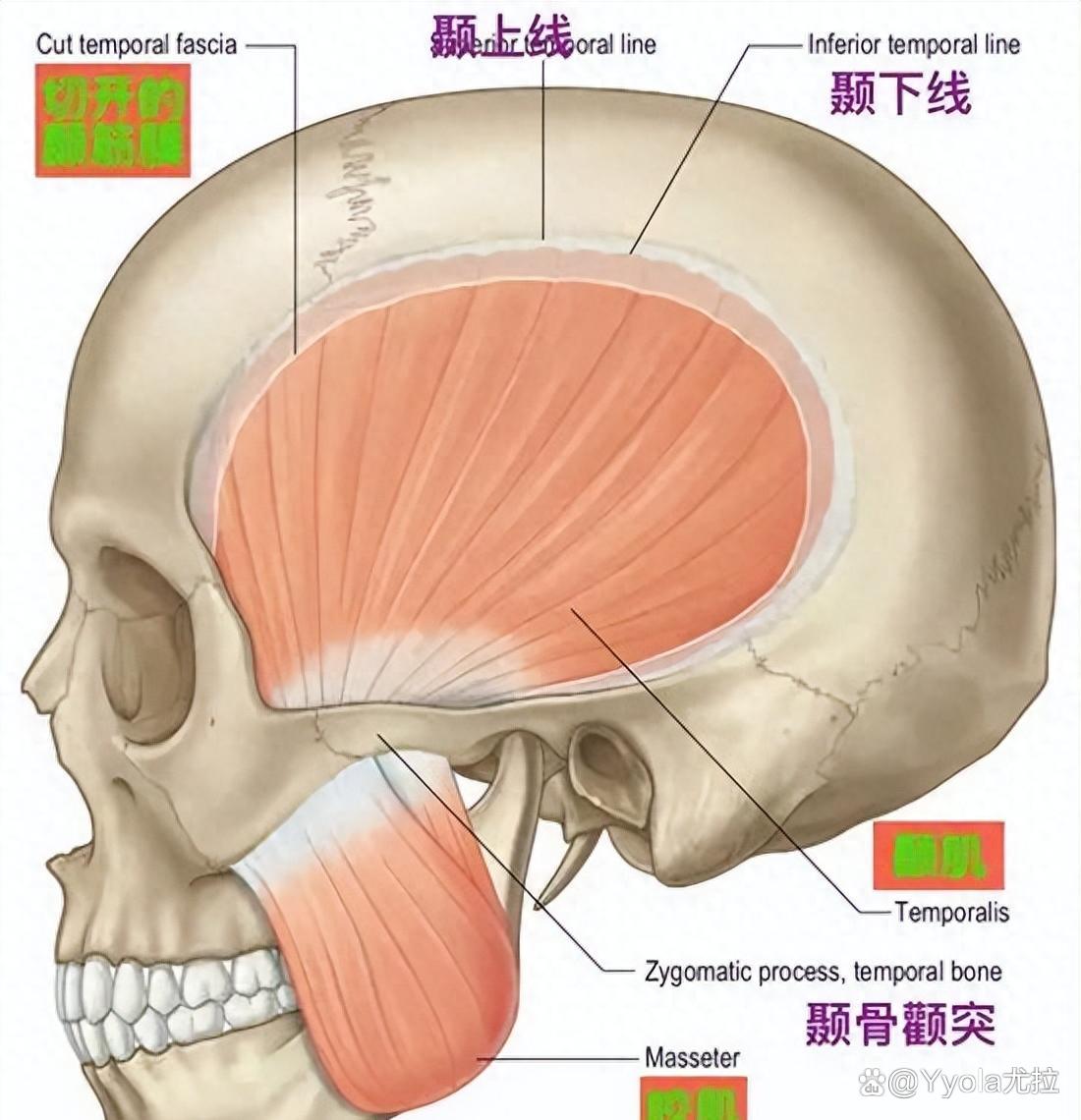 面部颊肌图片