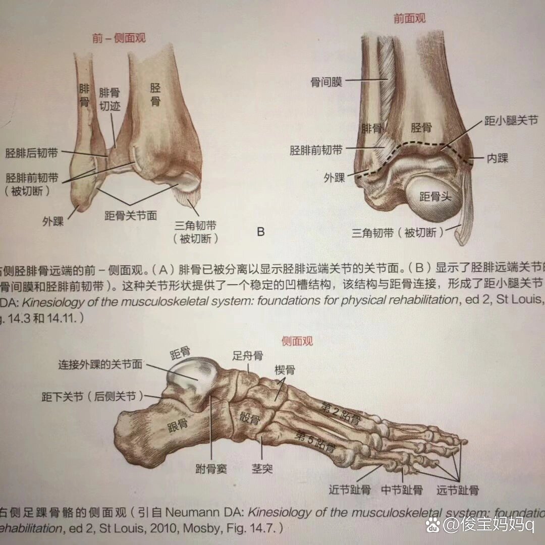 胫骨的体表标志图片