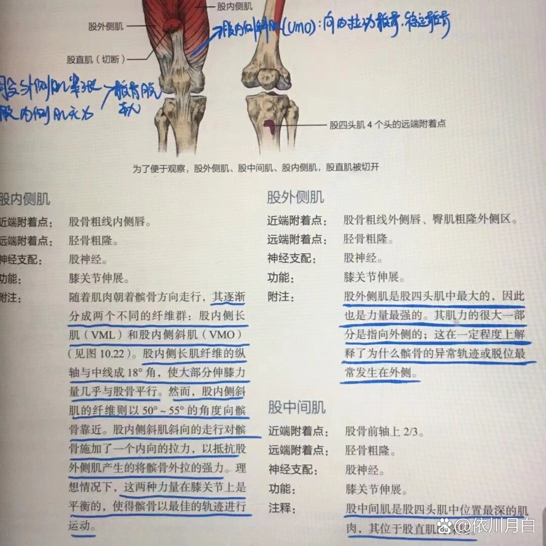 股四头肌的功能解剖 br 今天要分享的内容是 股四头肌的功能解剖