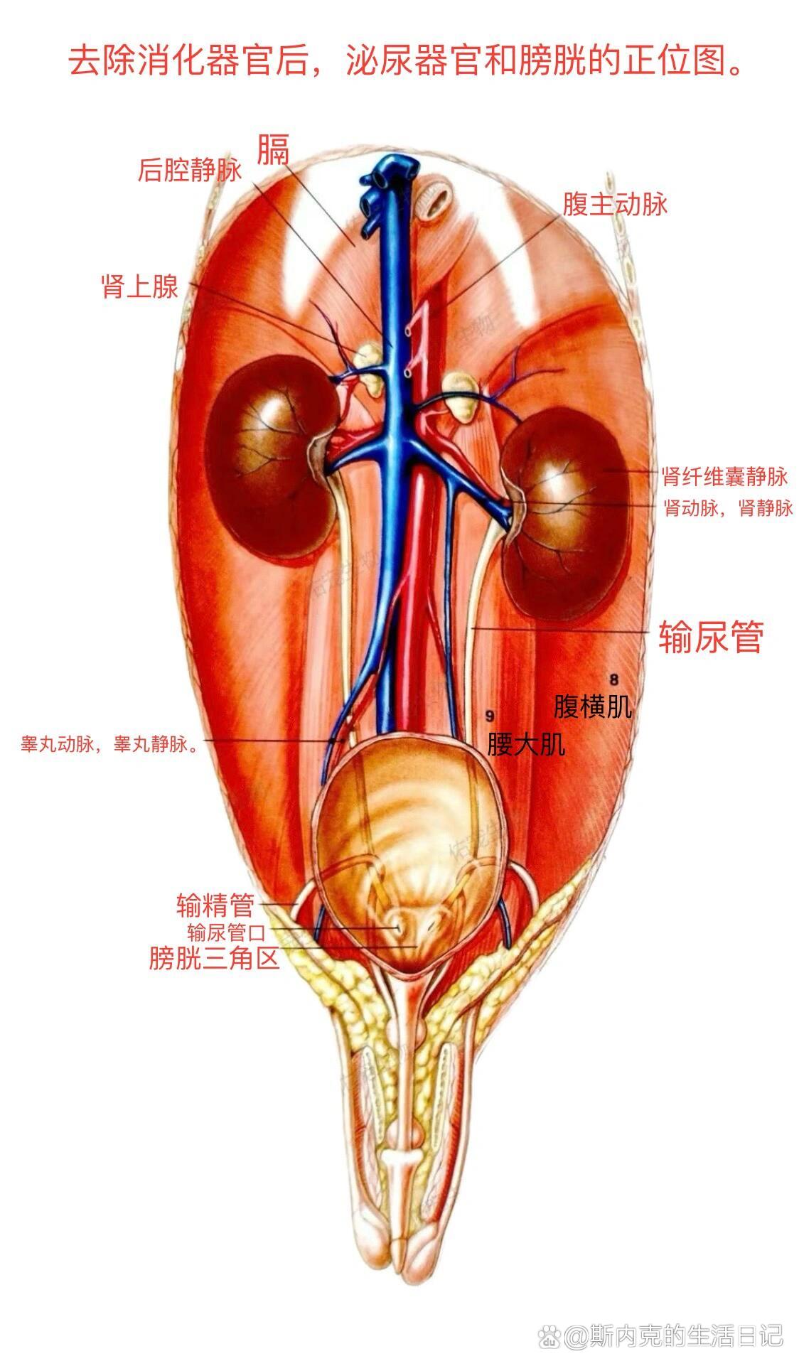 p 犬猫泌尿系统解构绘图 br 今天来分享一些膀胱的结构图