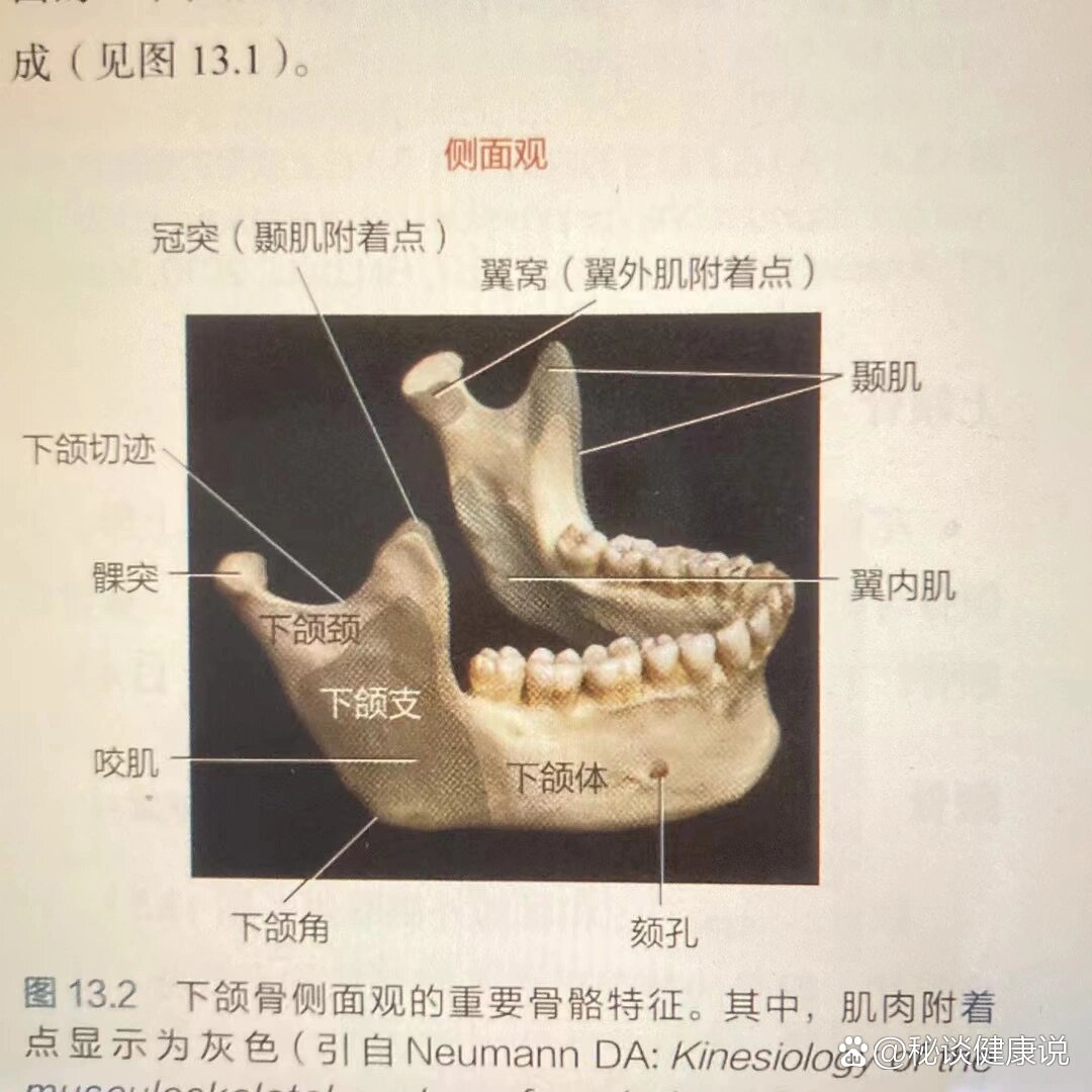 面部zui大的骨骼,具有较高活动性的下颌骨通过肌肉,韧带和聂下颌关节