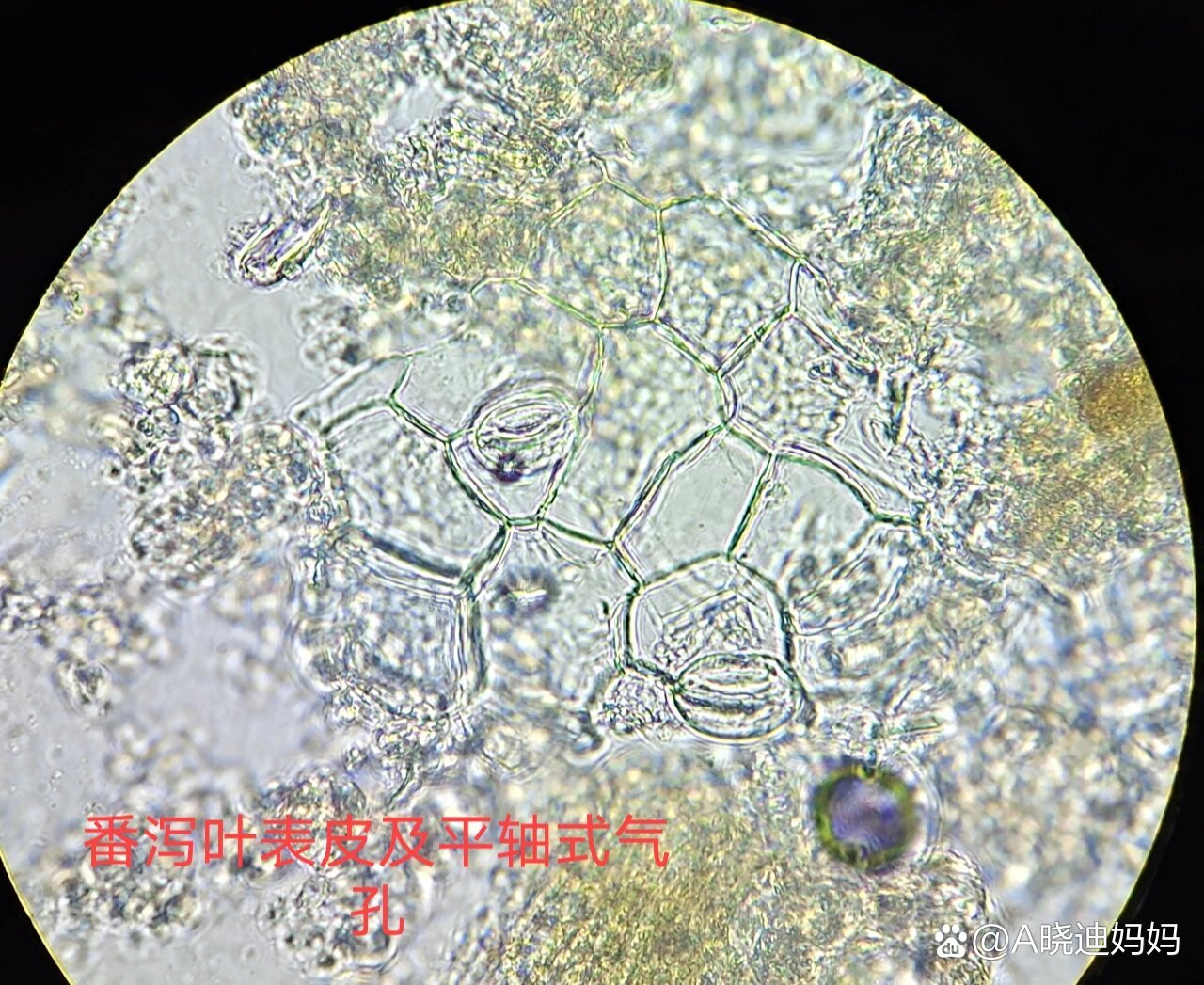 中药番泻叶粉末显微鉴定
