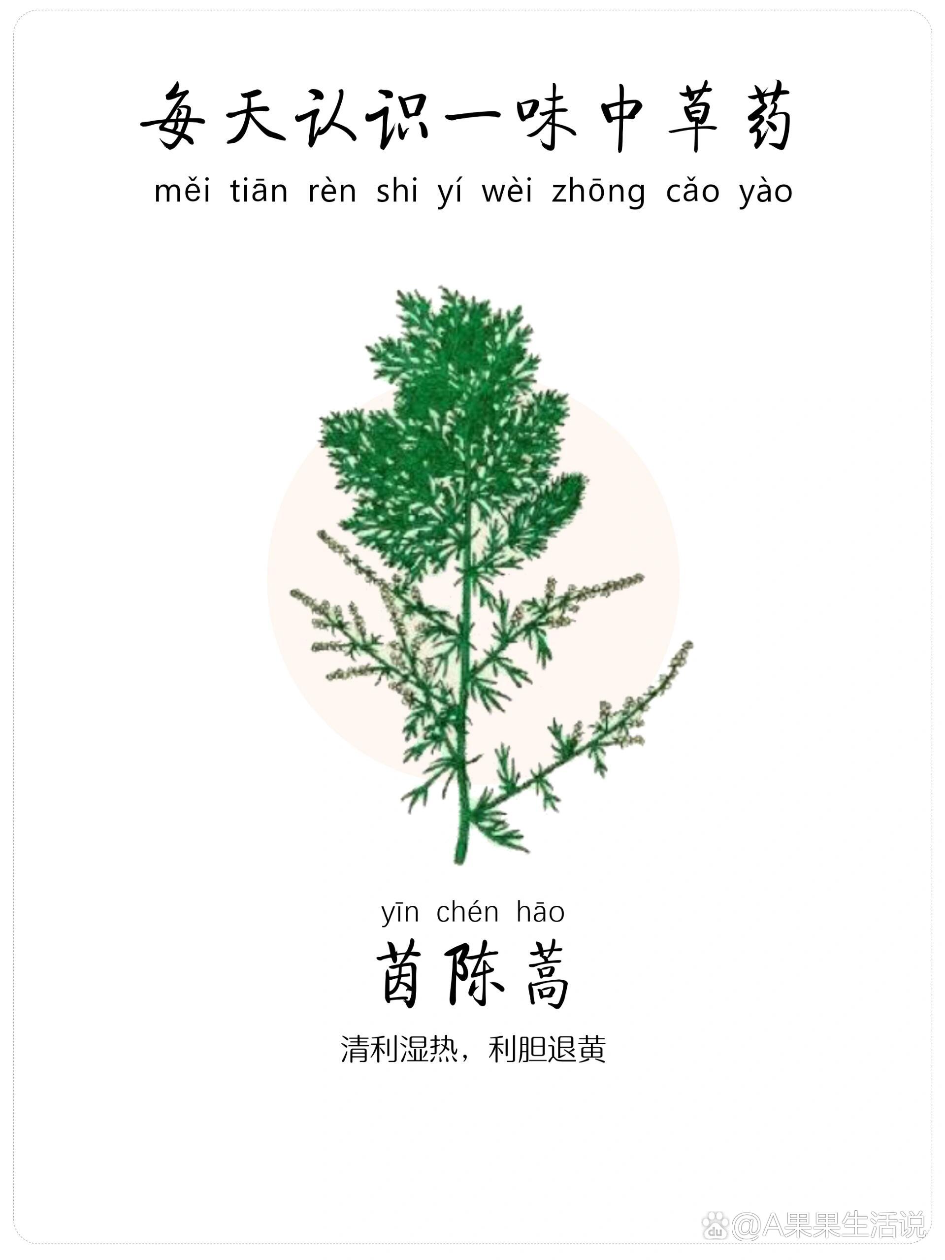 茵陈草药主治功能图片