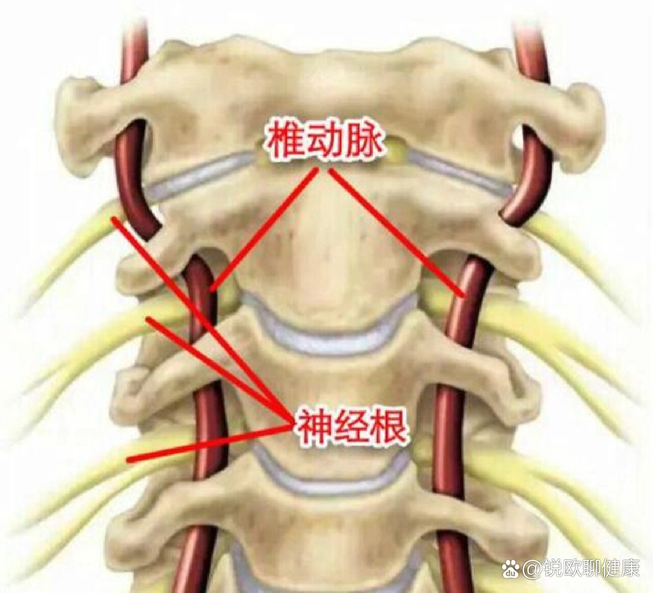 颈椎压迫神经能自愈吗图片