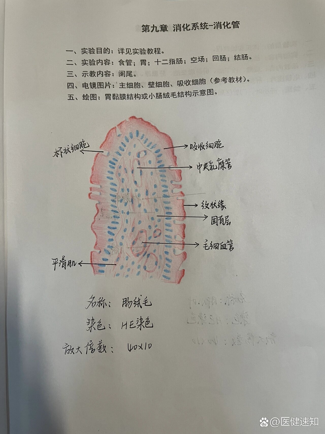 小肠绒毛上皮手绘图图片