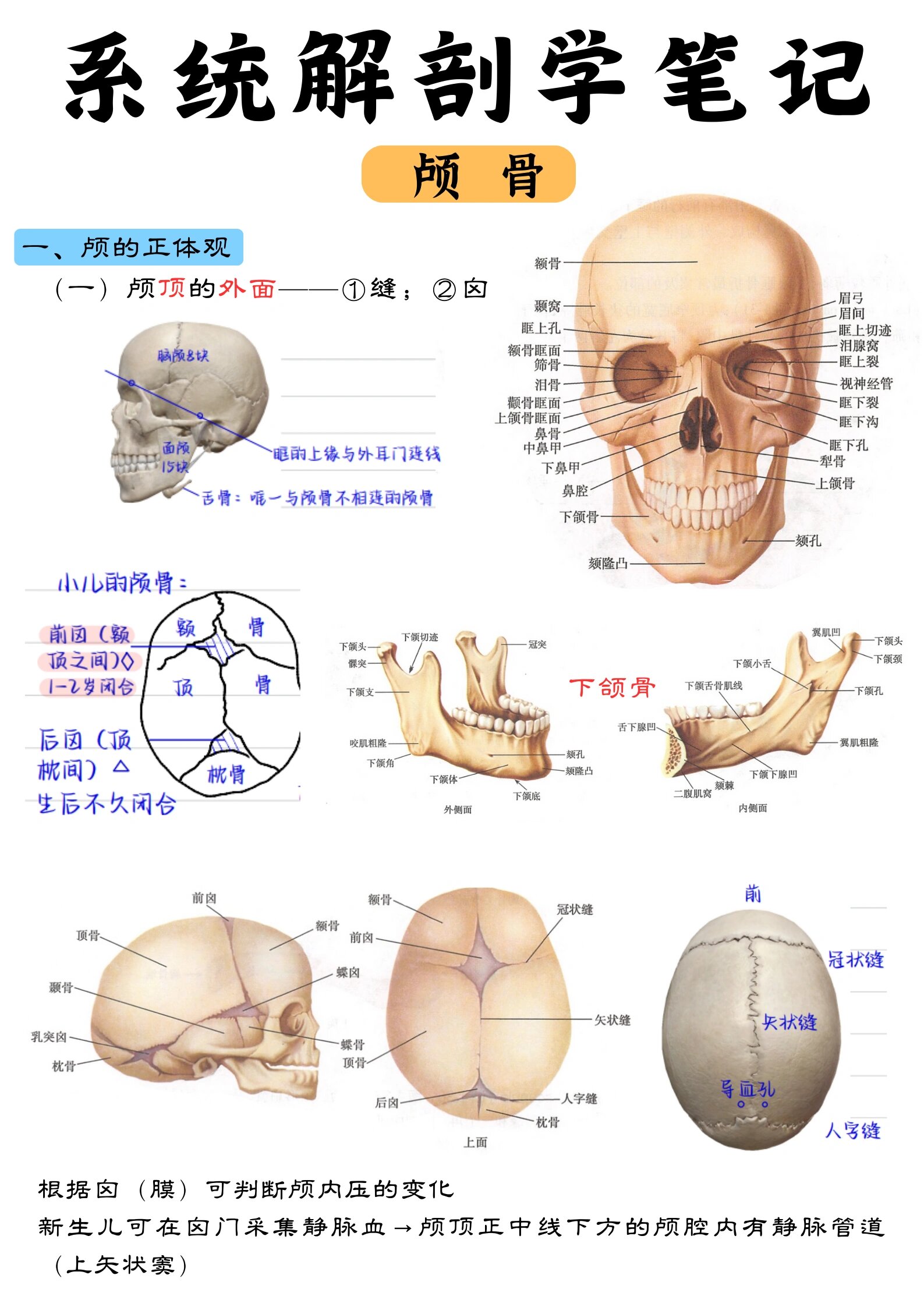 颅骨骨缝解剖结构图图片