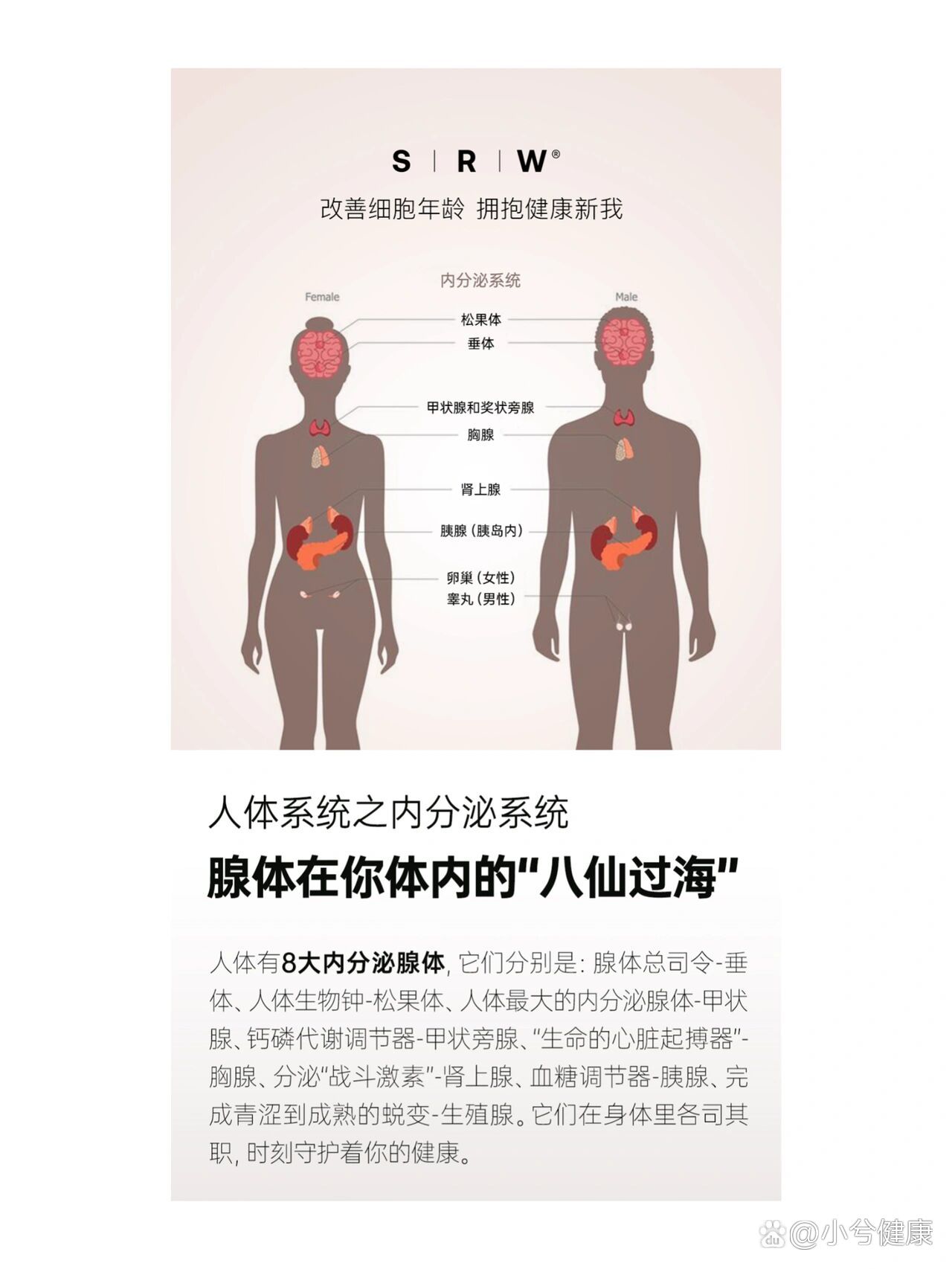 内分泌系统-"腺体在你体内的八仙过海"
