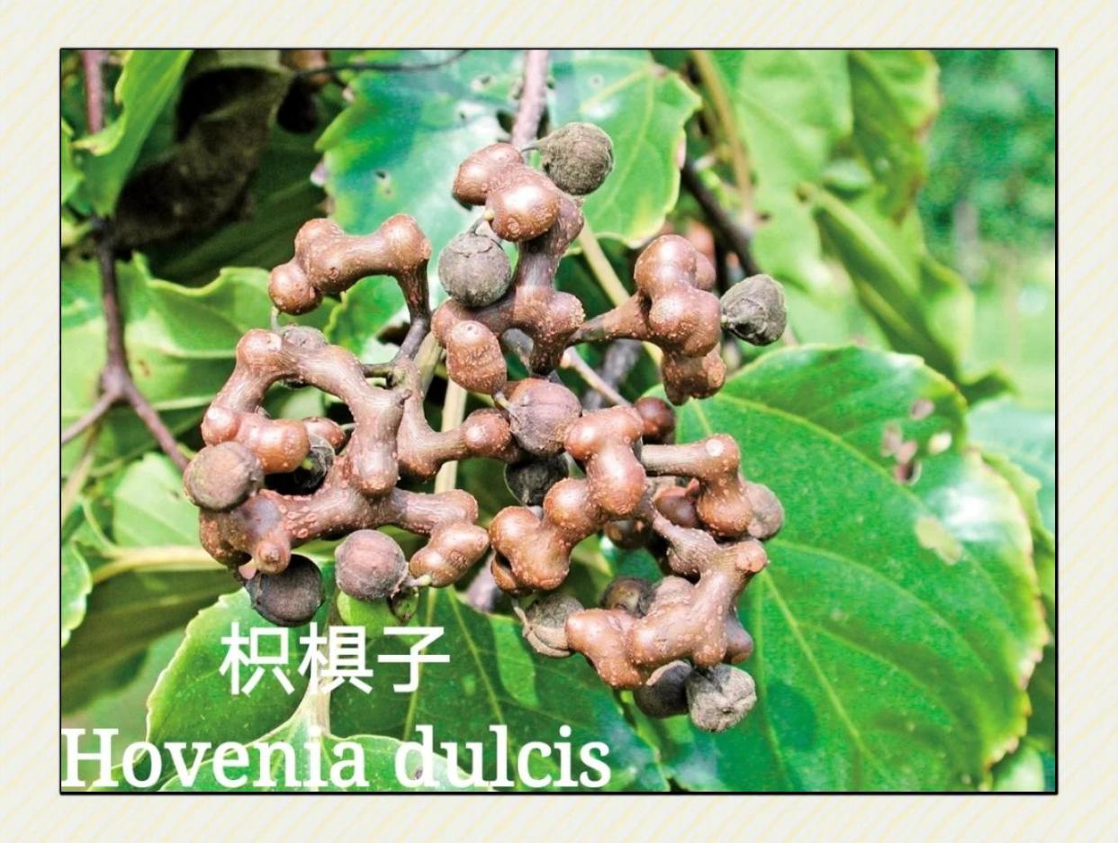 枳椇子的神奇药用价值