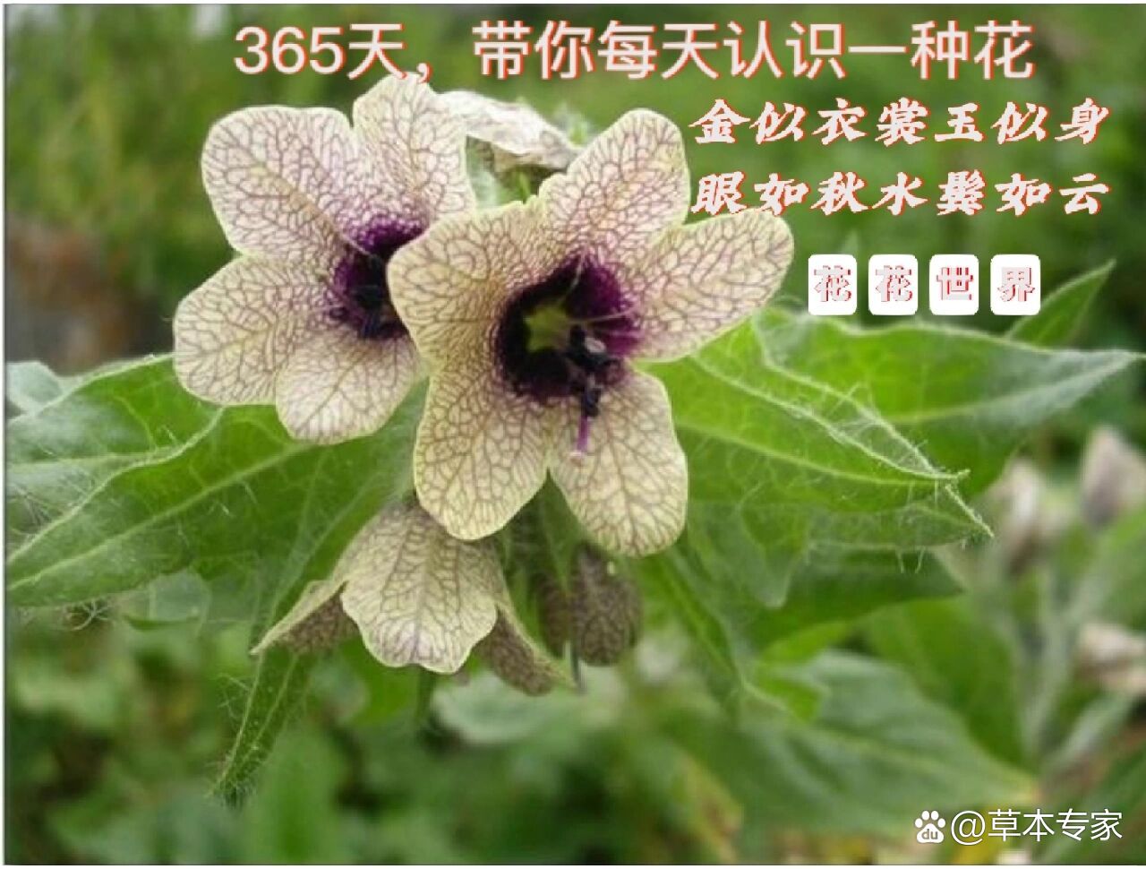 96第159天/天仙子:迷幻毒草性狂癫