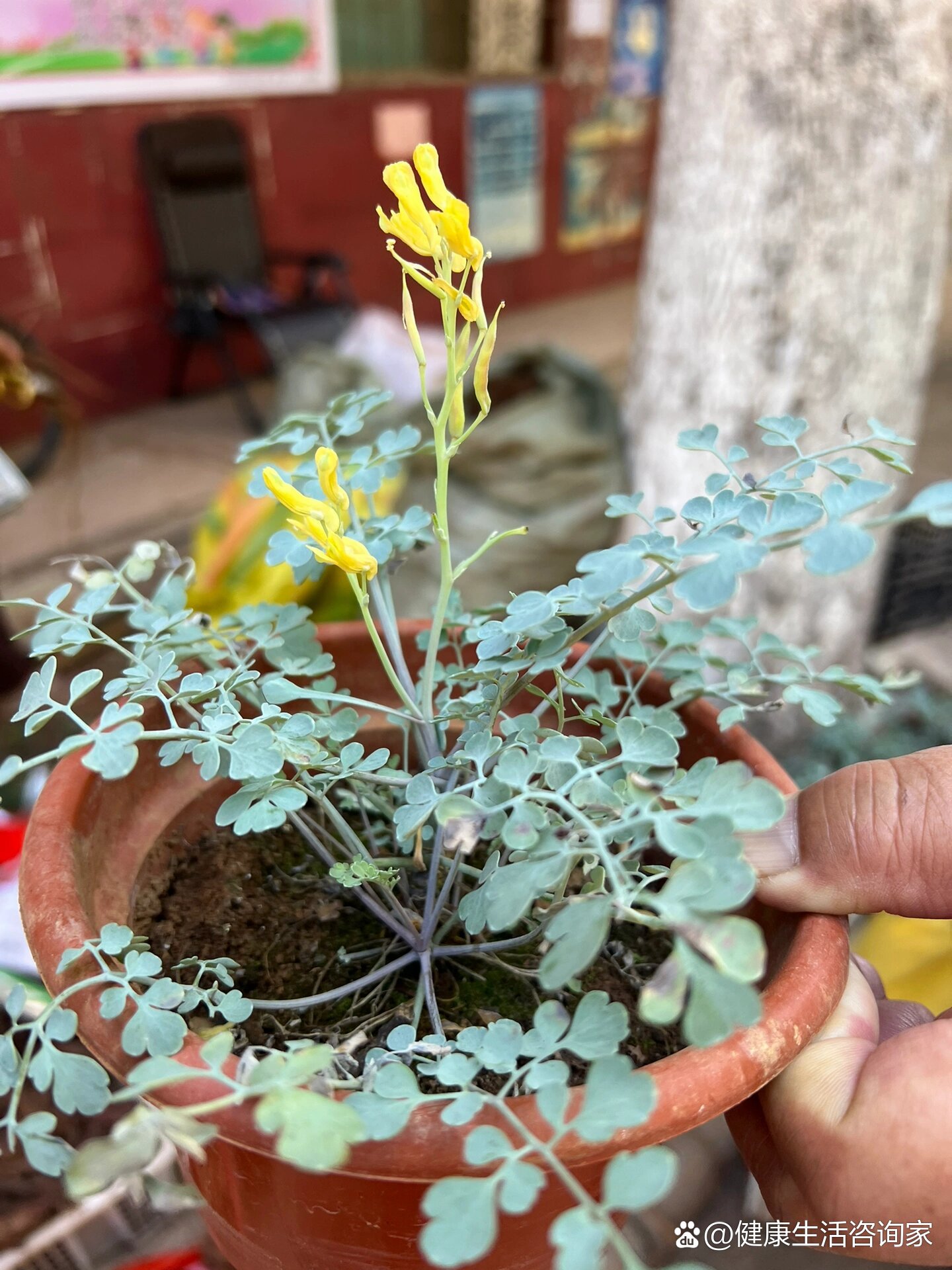 专门治疗眼睛散光的草药,你们见过吗?