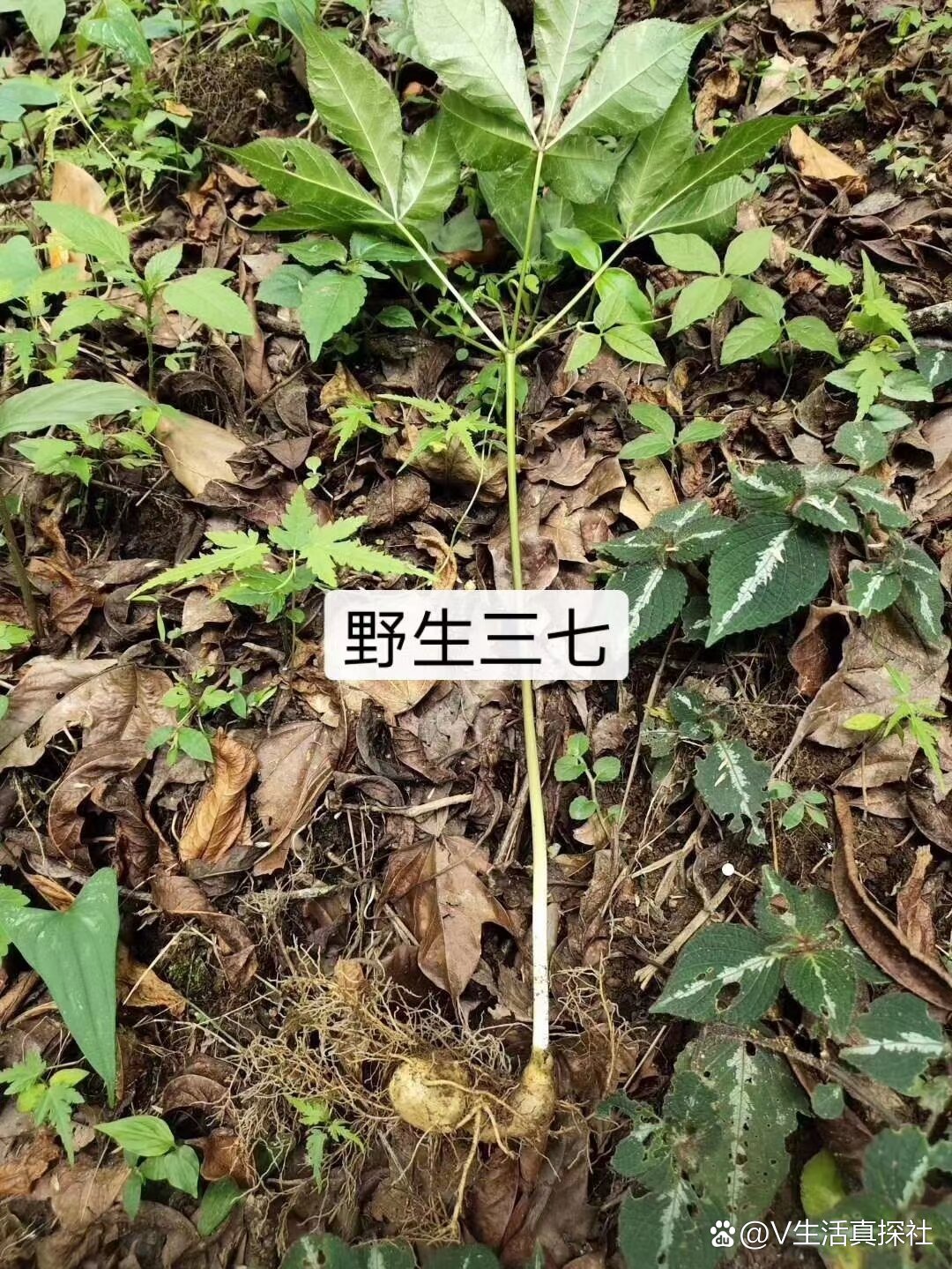 纯正云南野生三七