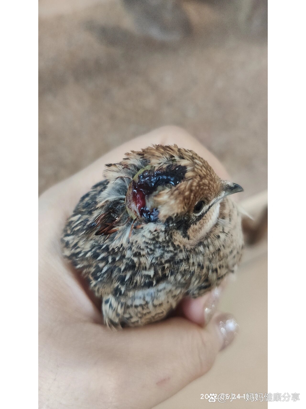 芦丁鸡打架问题怎么解决?