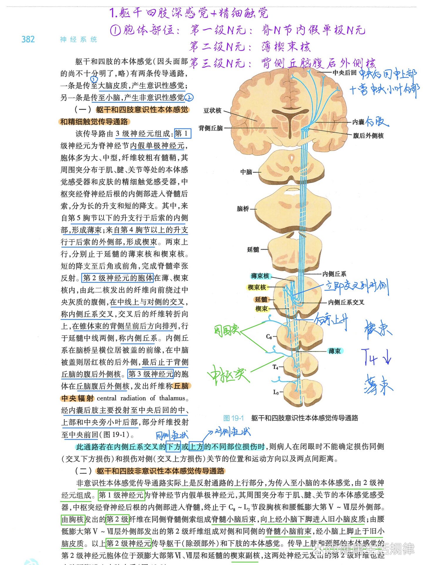 胞体之后图片