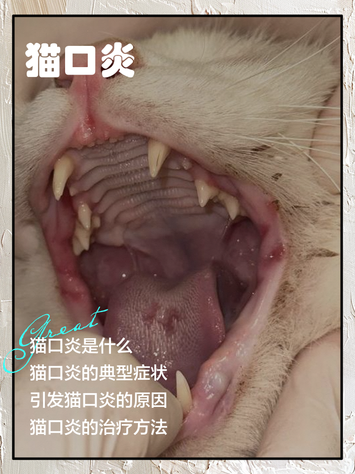 猫口炎详解