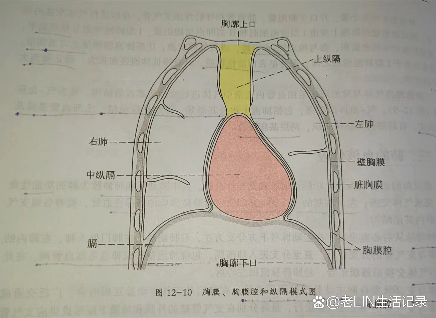 前肋膈角图片