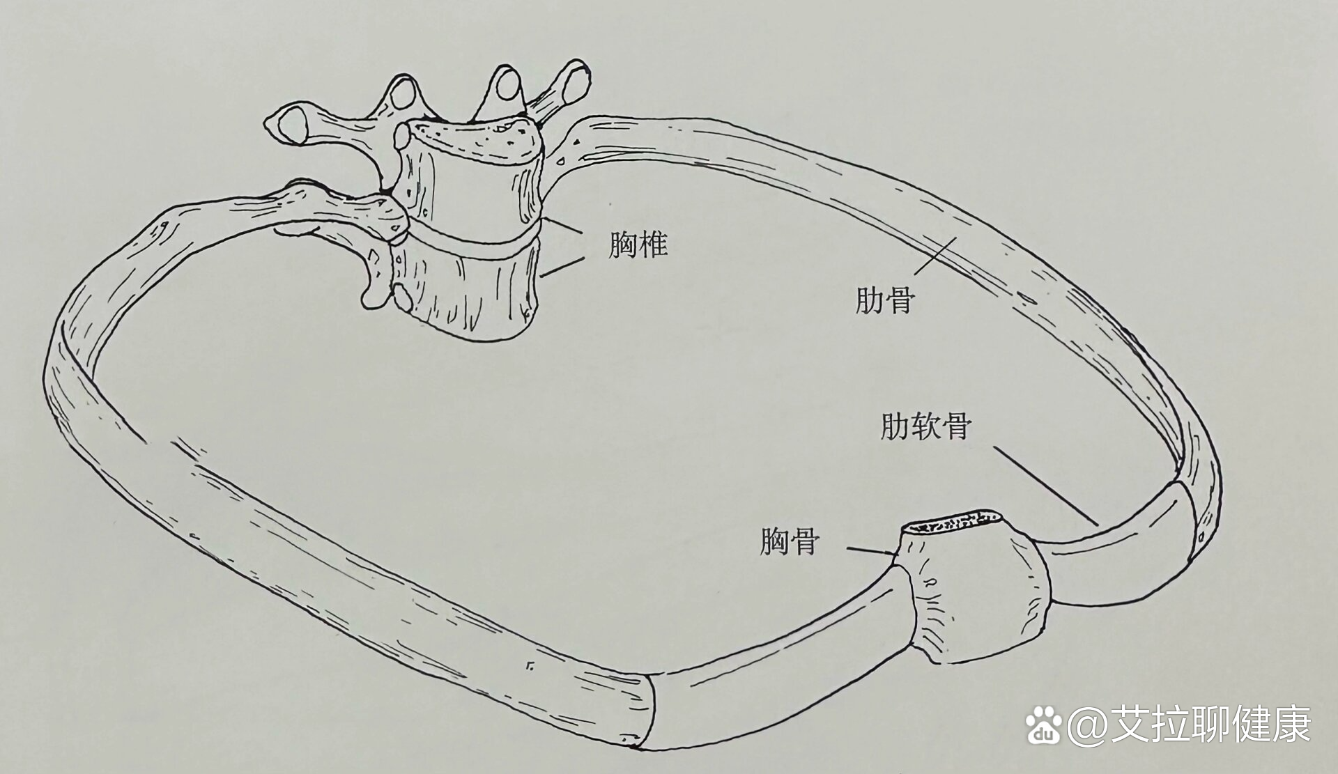 肋椎关节解剖图图片