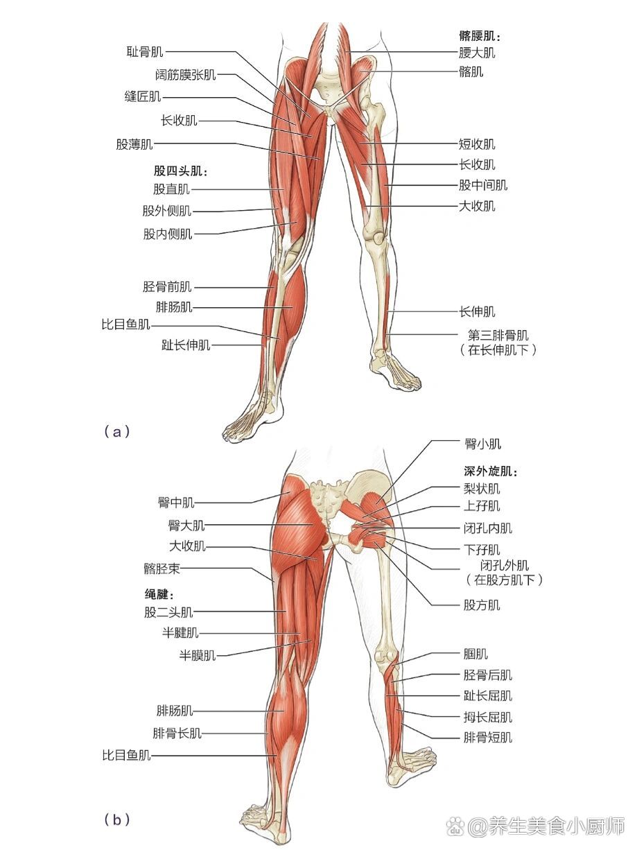 下肢肌肉名称图片