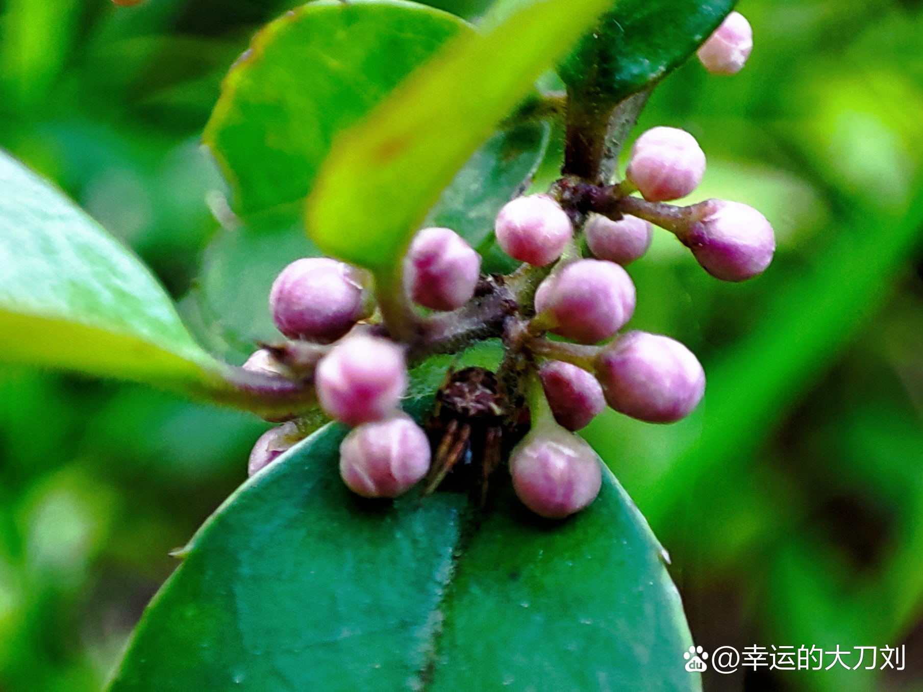 毛冬青图片草药图片