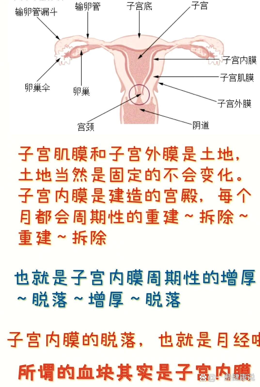 正常子宫 内部图片