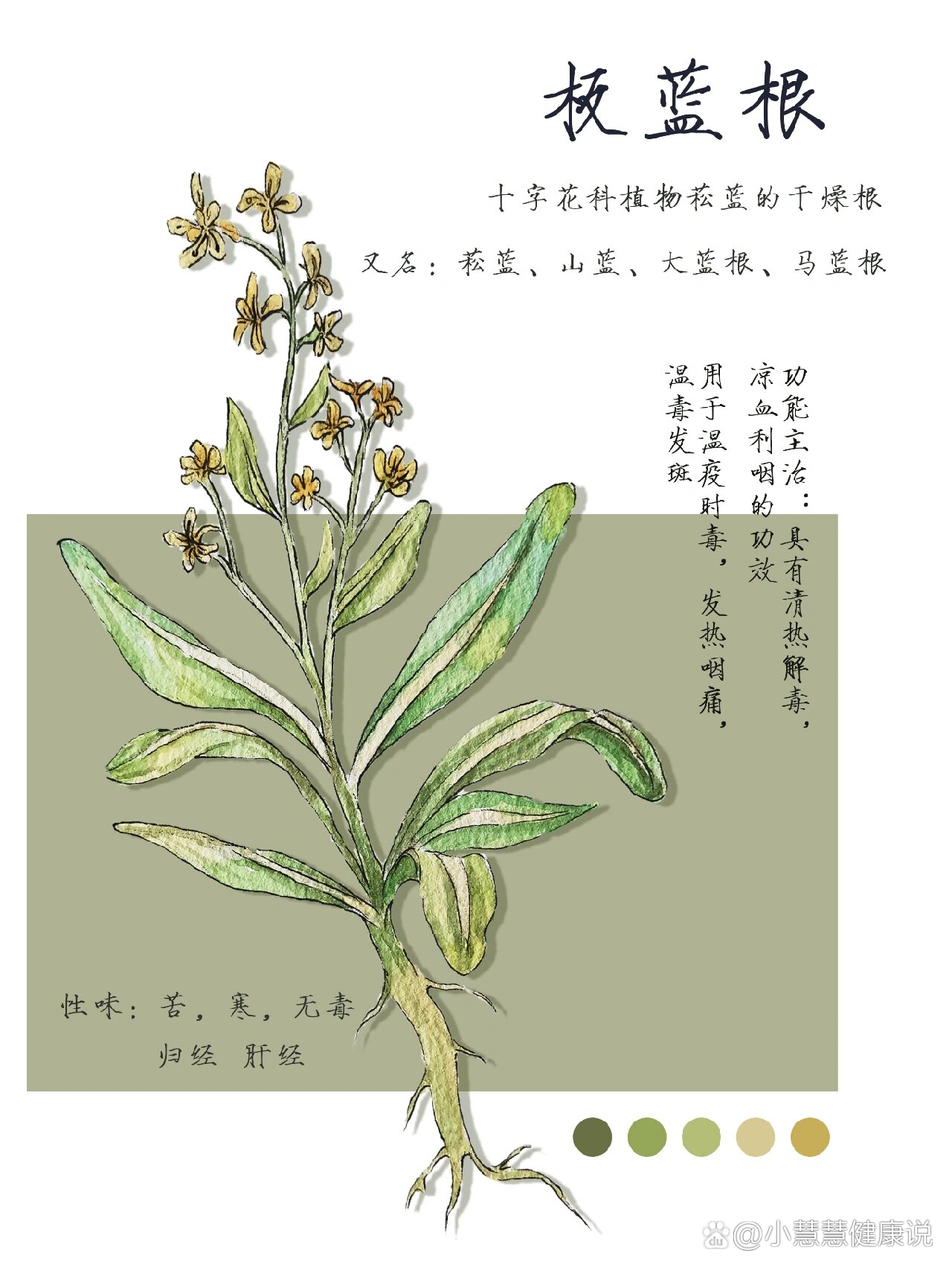 本草纲目—板蓝根