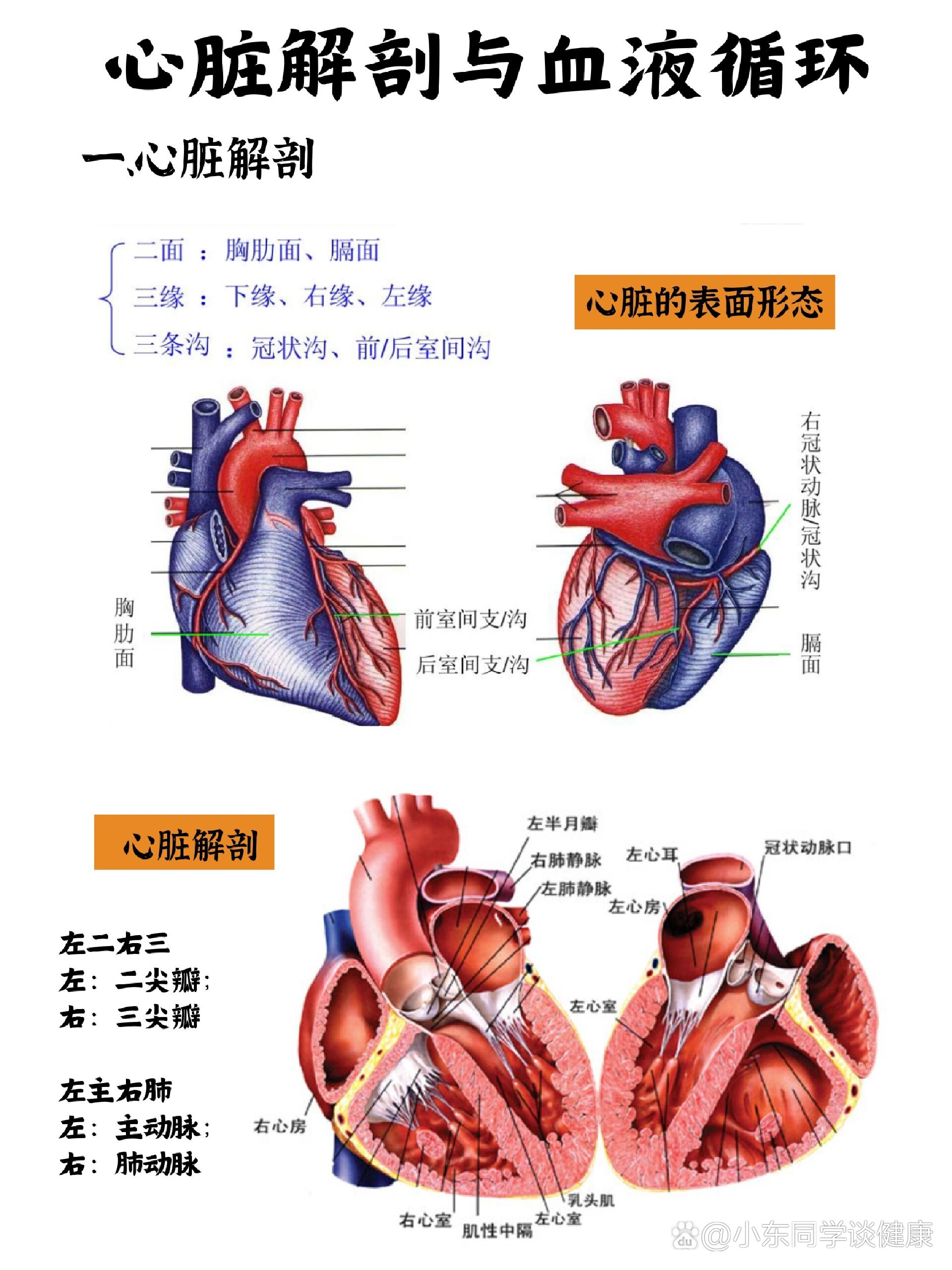 心脏膈面图片