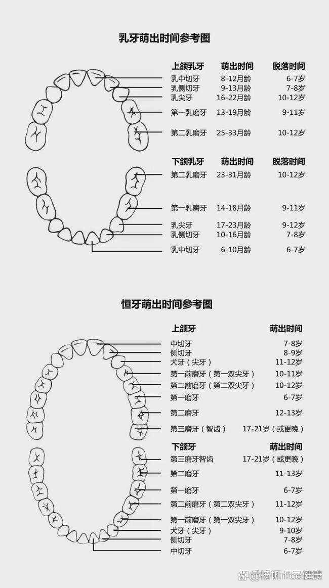 恒牙图片大全图图片