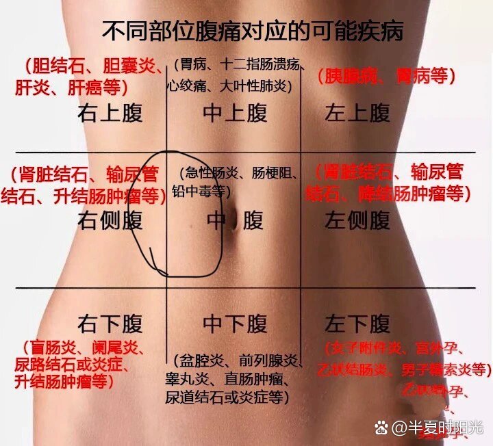 右上腹位置图片