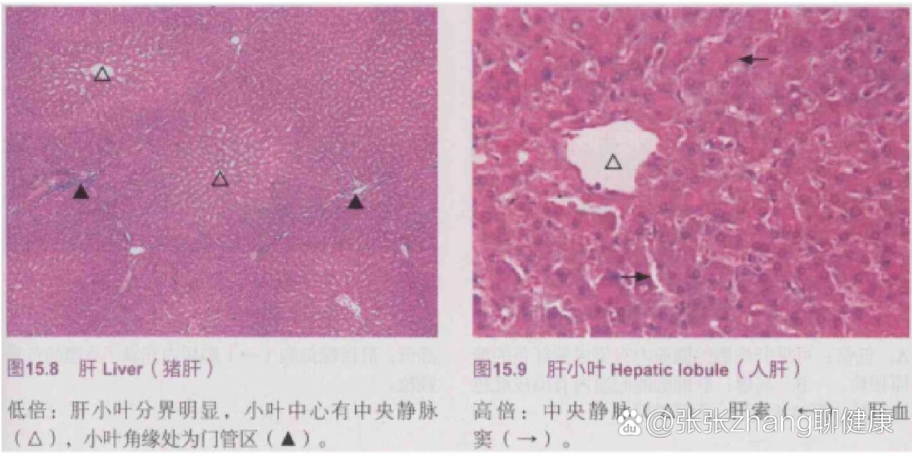 肝小叶高倍镜模式图图片