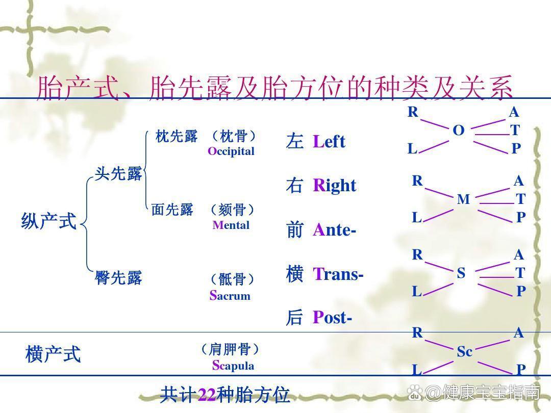 胎方位讲解图片