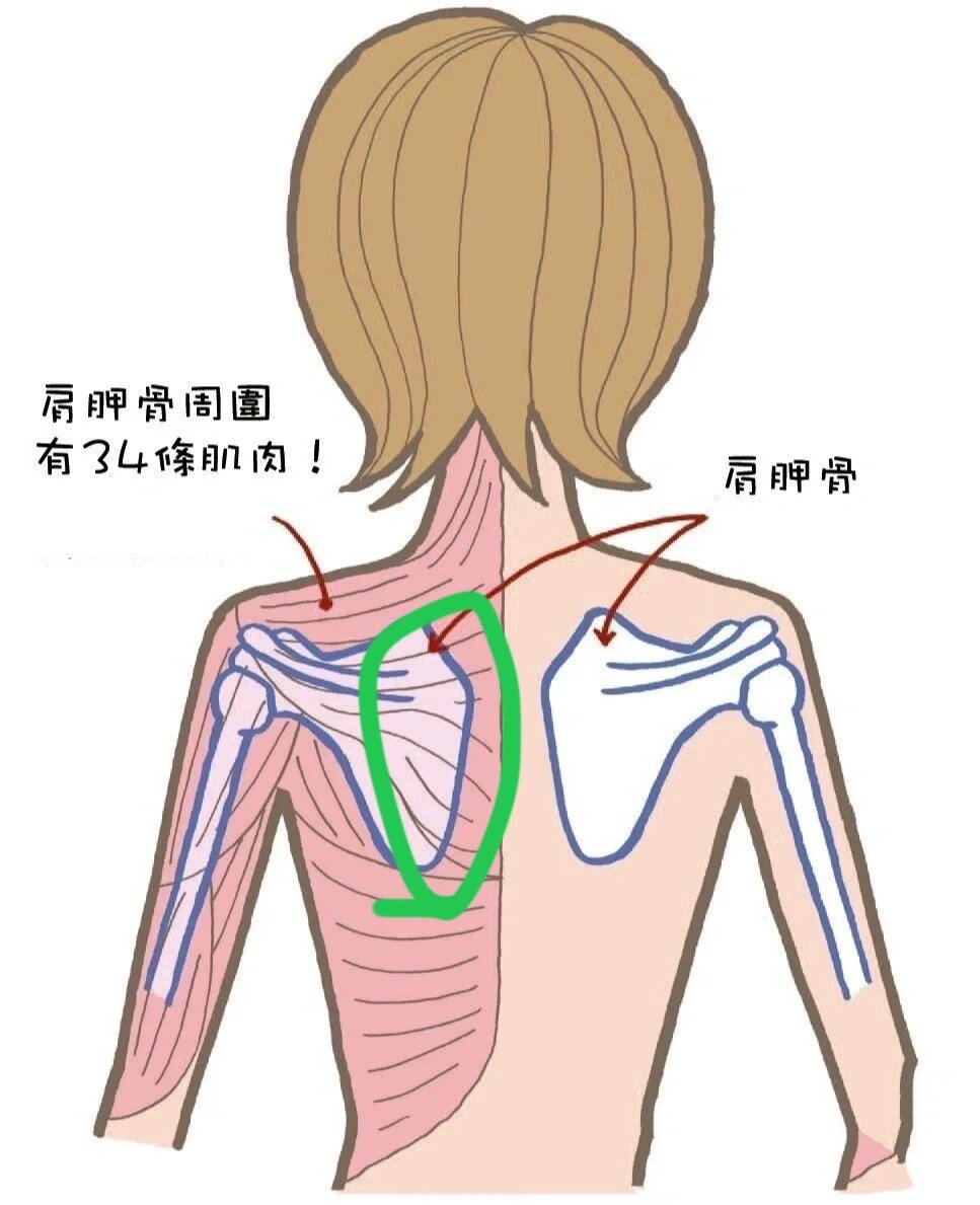 孕晚期左侧肩胛骨疼