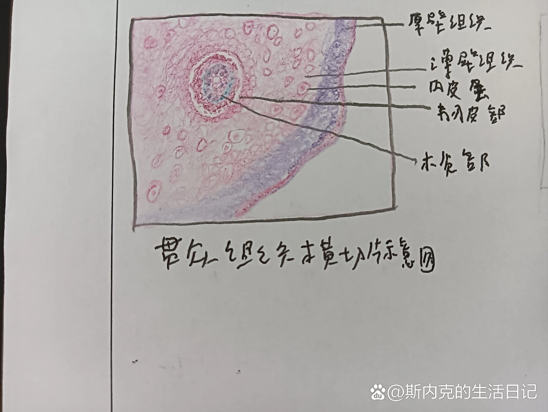 四大组织切片图图片