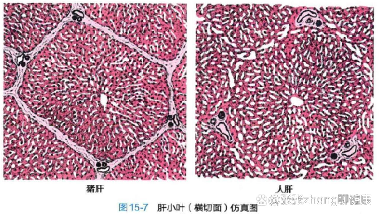 肝脏HE染色怎么看及门管区辨别-基础步骤
