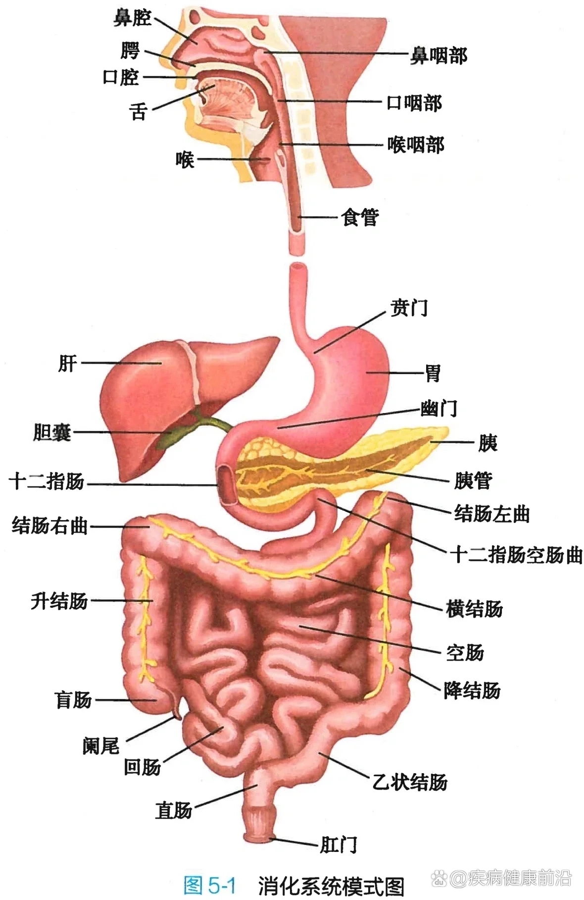 直肠和回肠位置图片图片