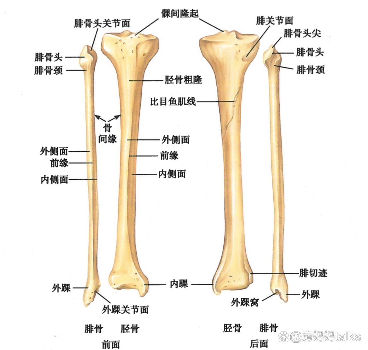 胫骨粗隆疼图片